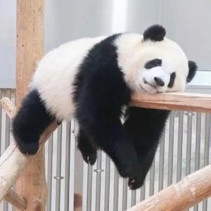 豁达又淡泊的熊猫头像