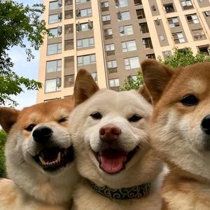 乖巧芒果头像