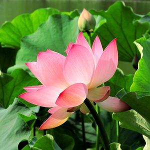 禅缘音悦头像