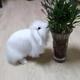 小白兔的幸福头像