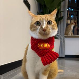 蛋挞喵喵头像