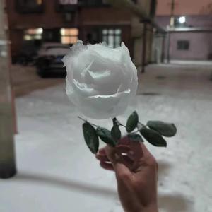 棠梨煎雪头像