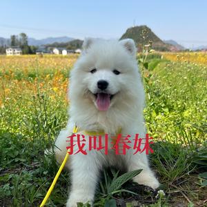 春妹耶耶头像