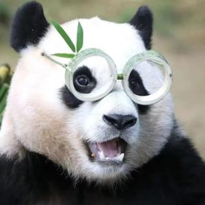 余年想养一只熊猫崽崽头像