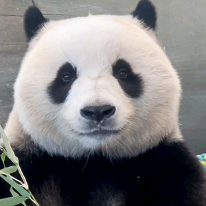 小吴爱转头像