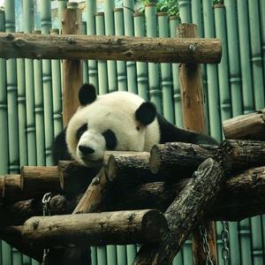 爱熊猫的安安头像