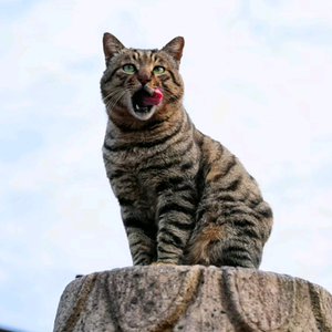 老王爱喂猫头像