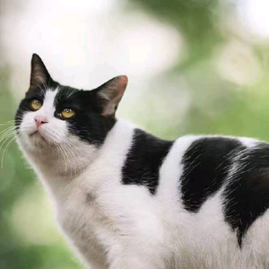 樊雪是只猫头像