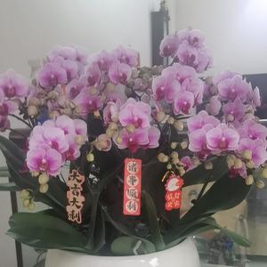 杨柳青25头像