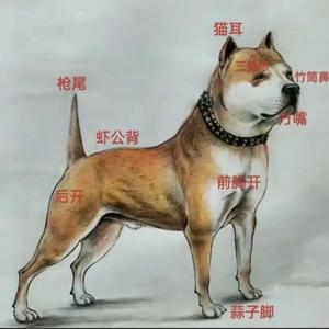 弘扬中华国犬头像