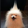 王家小能手头像