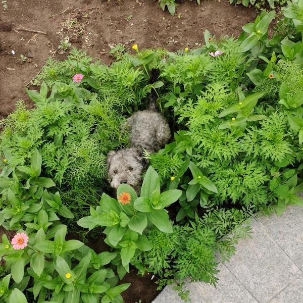 羞羞的铁蛋头像