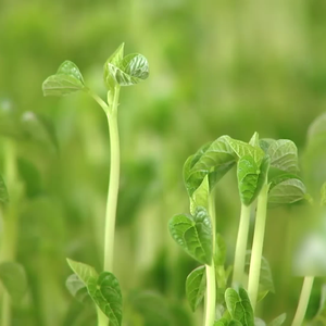 芽苗菜培训技术头像