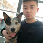 澳洲牧牛犬王兴头像