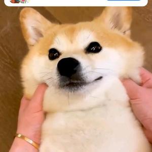 EmoFans一毛饭头像
