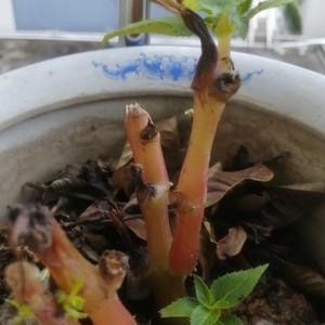 小犀牛迷你厨房头像