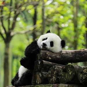 一微俗人头像