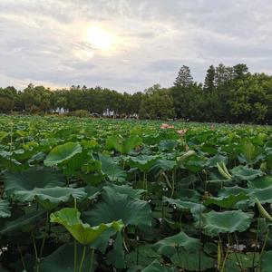 一帆疯淘头像