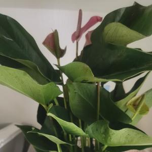 芒果127头像