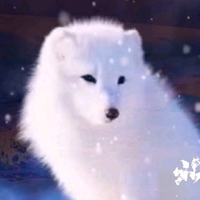 雪狐视界头像