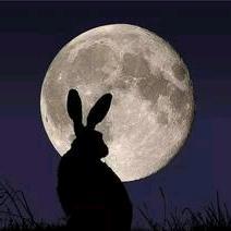 月兔唱晚头像