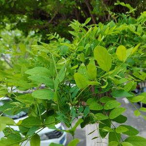 莫听打叶声烟雨任平生头像