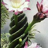 乍福头像