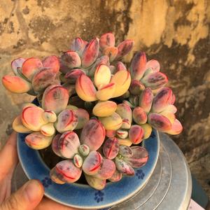 汐汐玥儿6头像