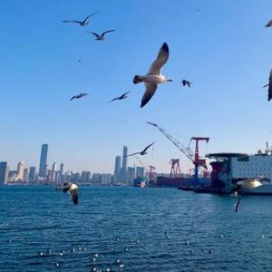 春风已渡801头像
