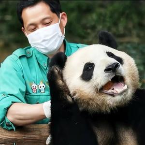 淘之夭夭Panda头像