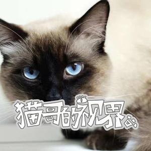  猫哥的视界头像
