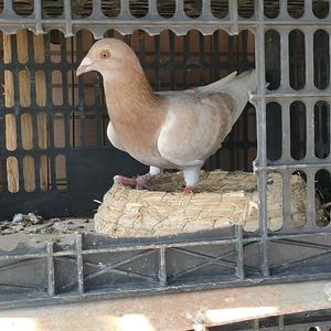 胡建阿冰鸽头像
