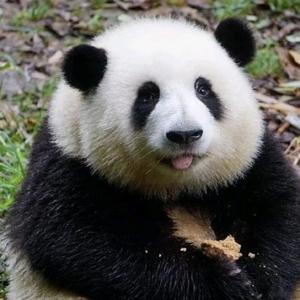 小熊猫头像