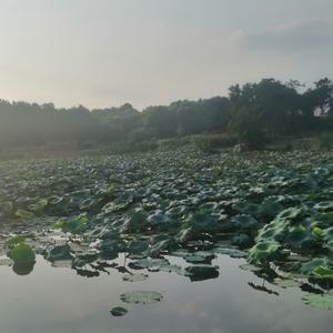 z青山绿水头像