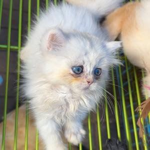 不懂养猫随便养着看头像