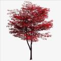 红树mangrove头像
