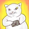 猫大白心智学头像