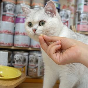 甜猫一家头像