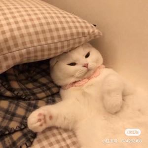 李斯辣锅头像