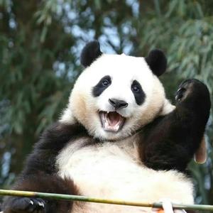 爱生活的葡萄Vau头像