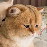 才思敏捷的冯迪头像