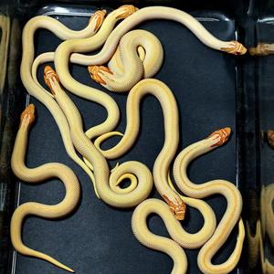 小玉爬宠养殖场（青龙）头像