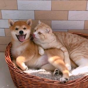 萌宠故事馆头像