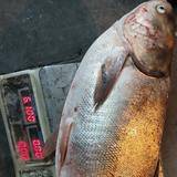 细心安东尼7H8头像