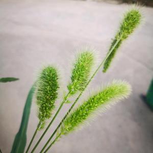 大犀妞头像