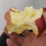 摇曳的金稻谷头像
