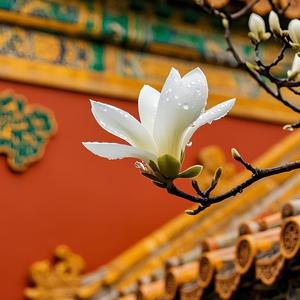 元丛姥姥在远方头像