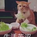 逃不出記憶头像