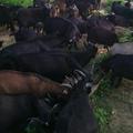 东乡县生态黄羊养殖头像