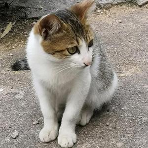 猫丿神头像